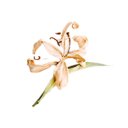 Image de la saveur des nutriments.